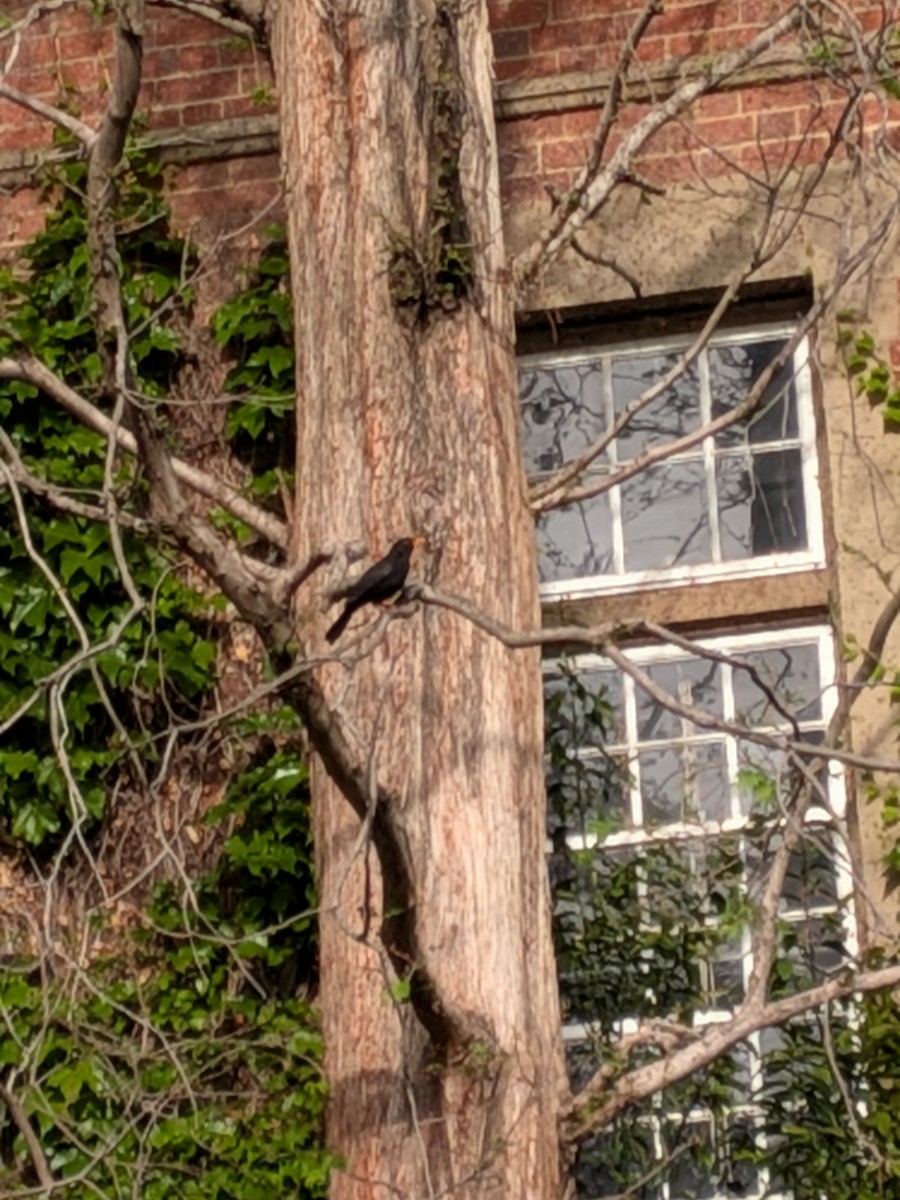 Eurasian Blackbird - ML644058907