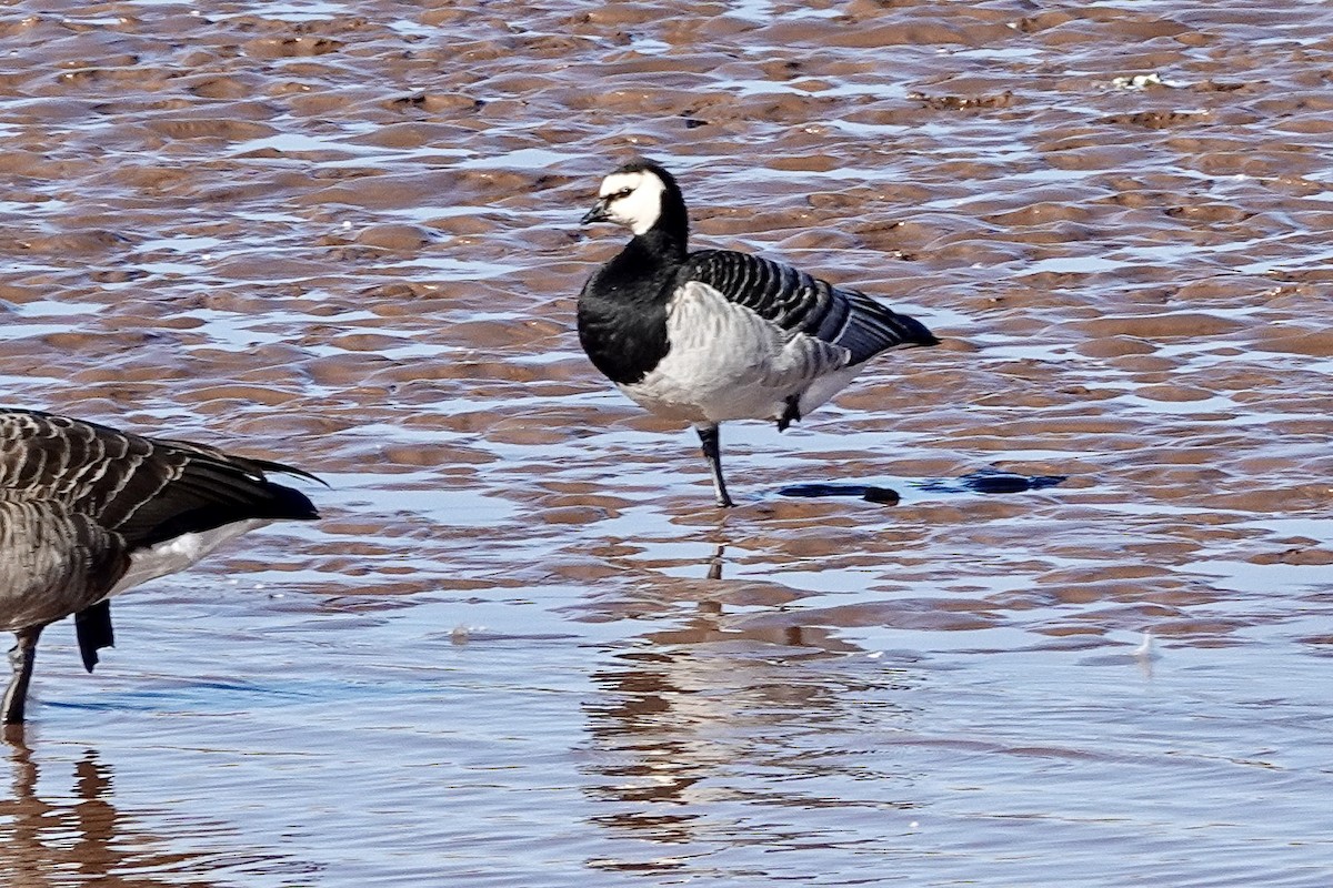 Barnacle Goose - ML644058917