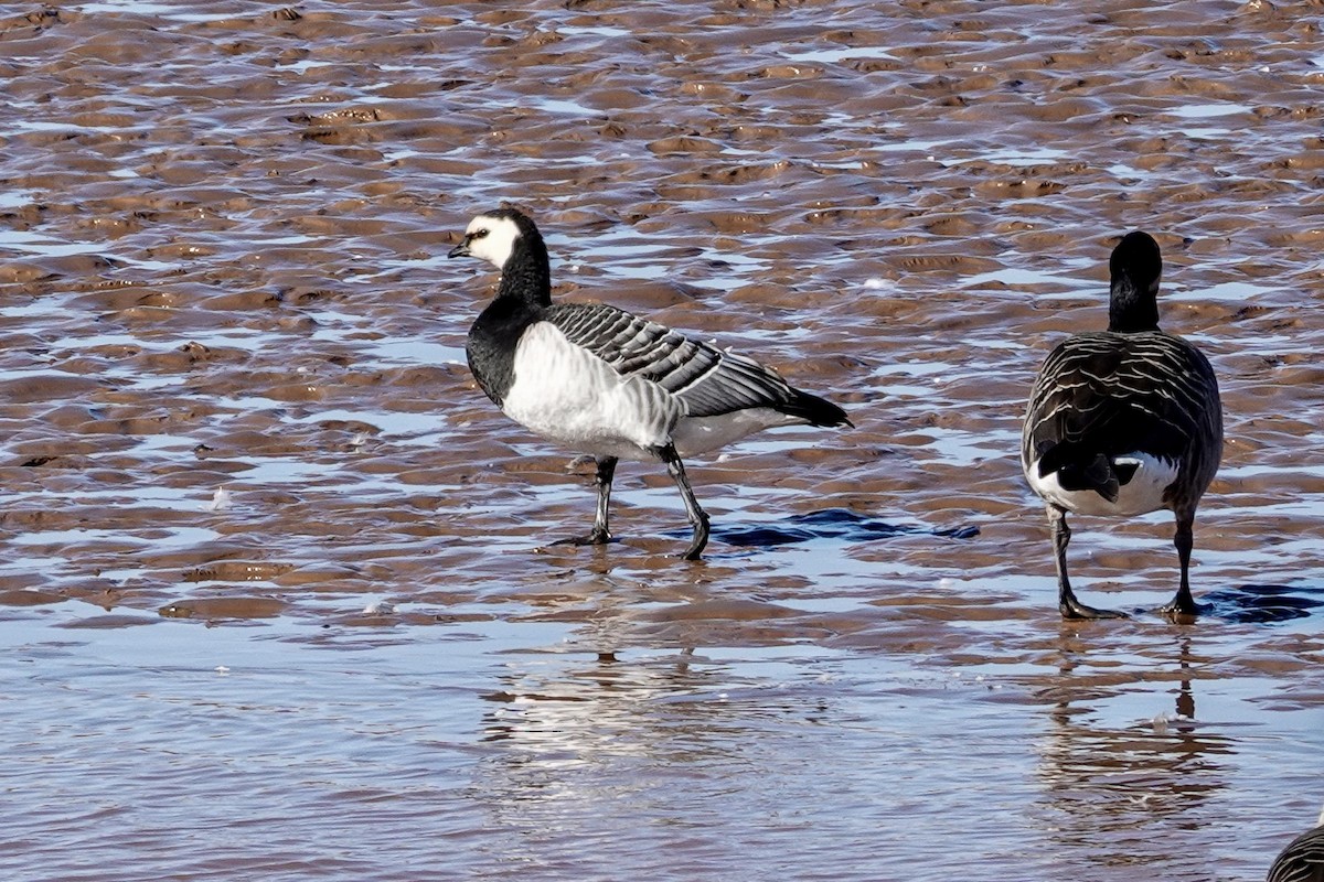 Barnacle Goose - ML644058918