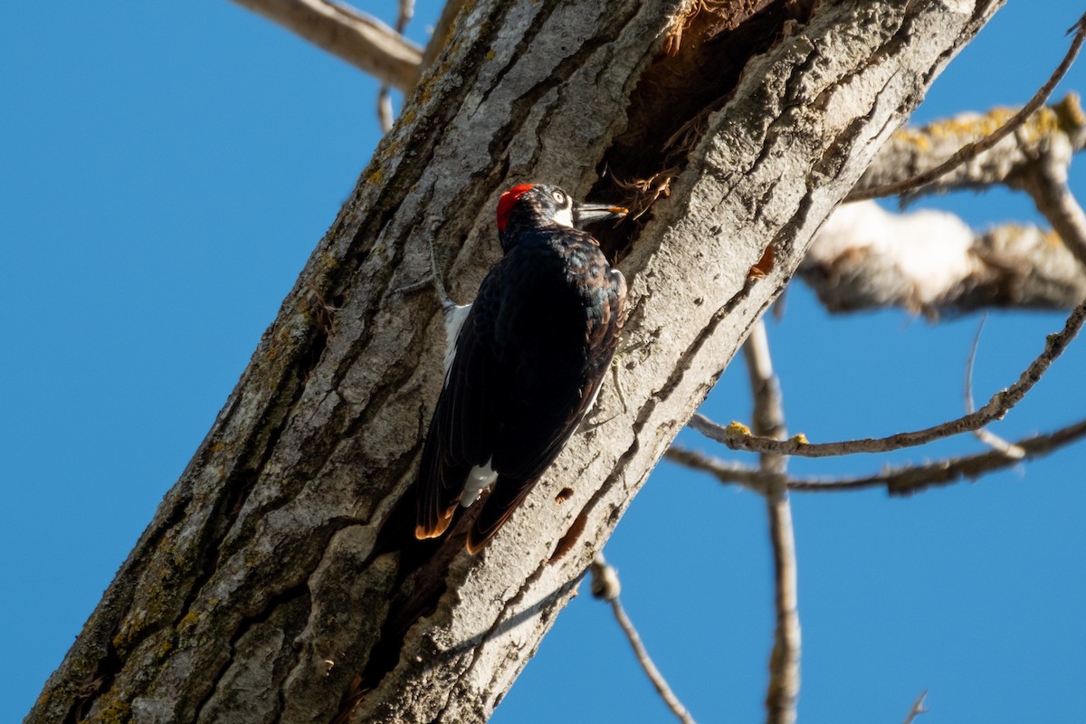Acorn Woodpecker - ML644058927