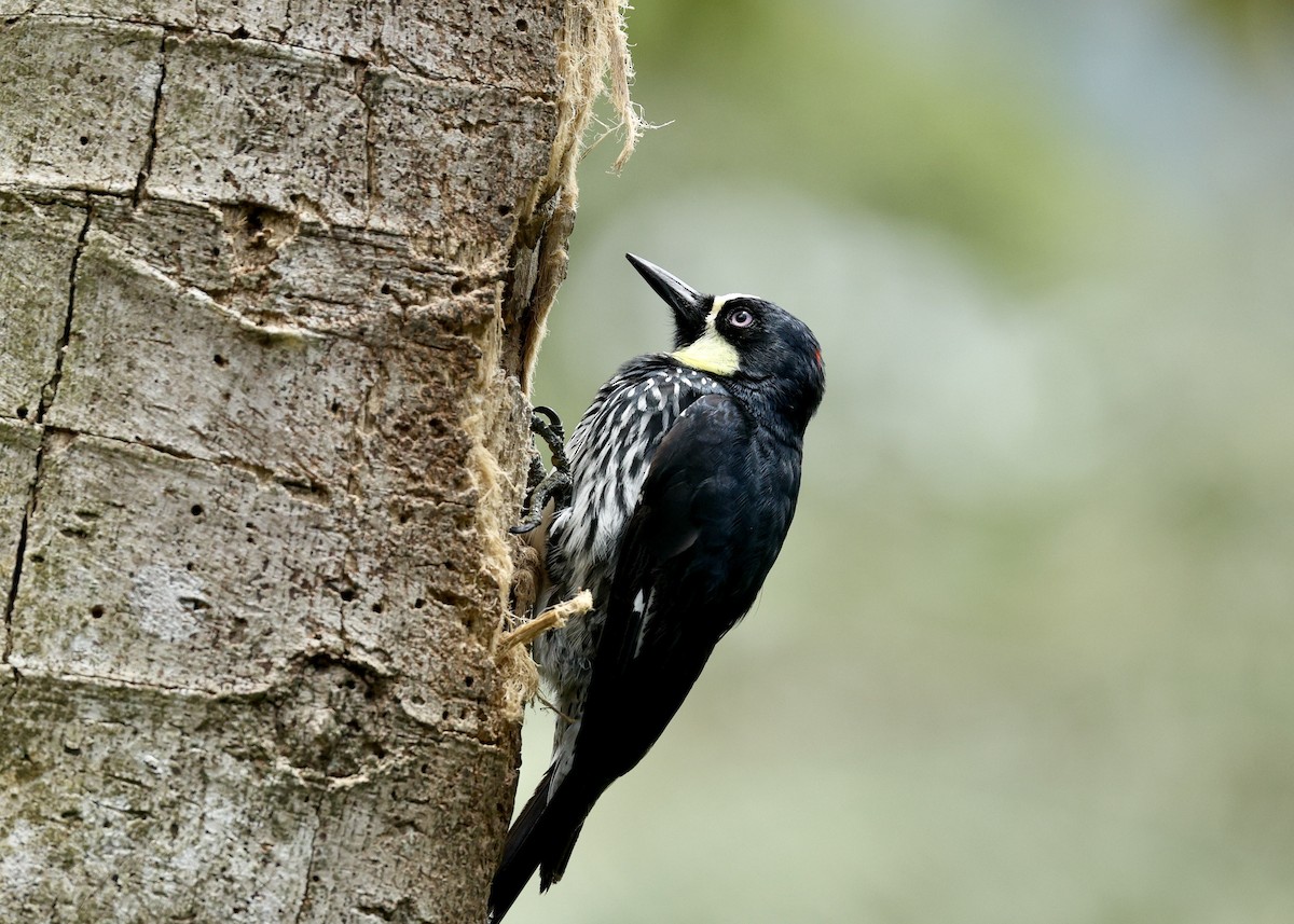 Acorn Woodpecker - ML644058928