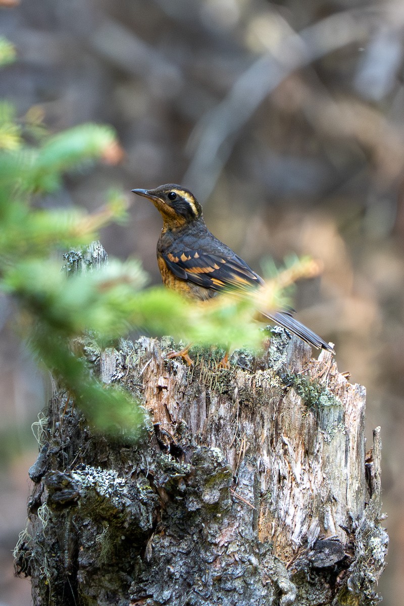 Varied Thrush - ML644058936