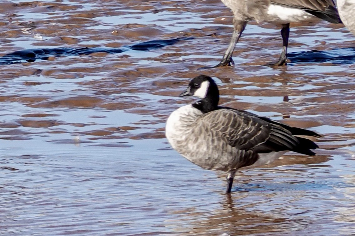 Cackling Goose - ML644058955