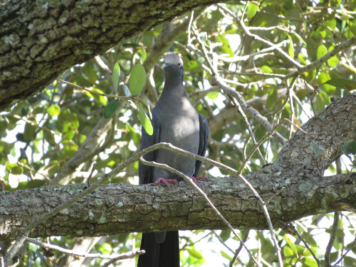 White-crowned Pigeon - ML644058962