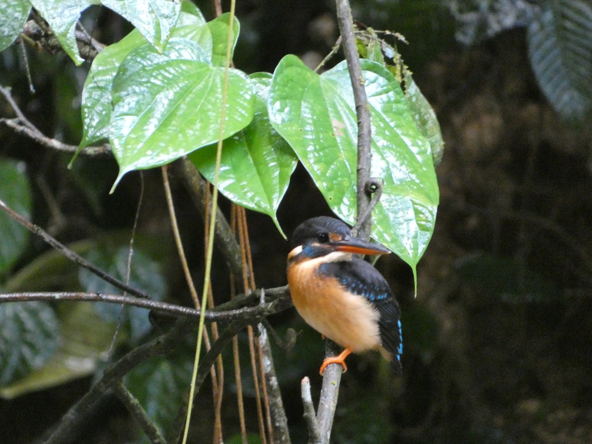 Malaysian Blue-banded Kingfisher - ML644058966