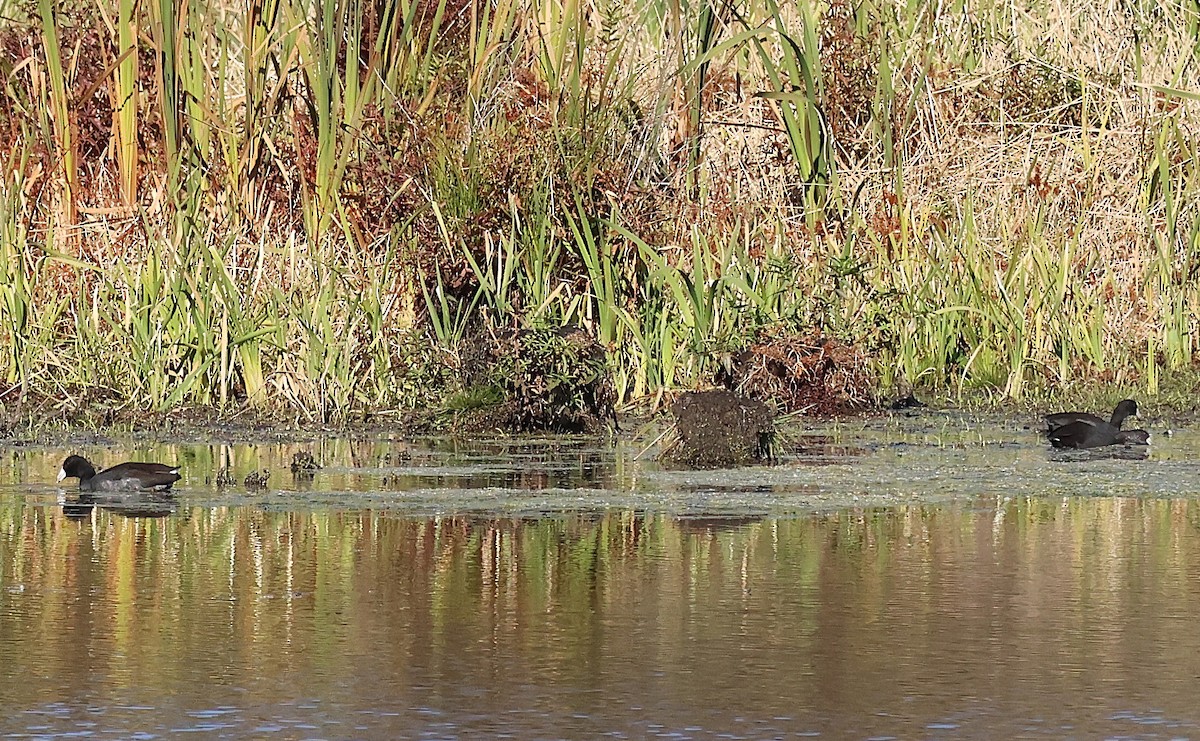 American Coot - ML644058967