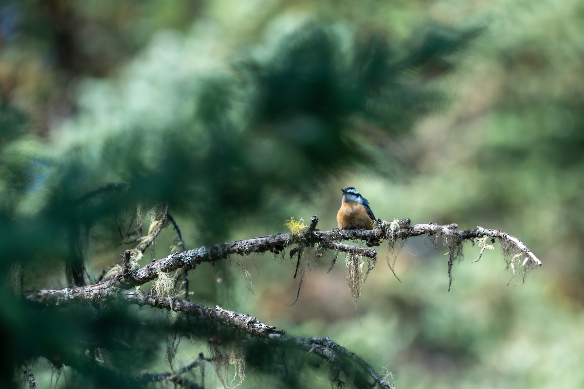 Red-breasted Nuthatch - ML644058969