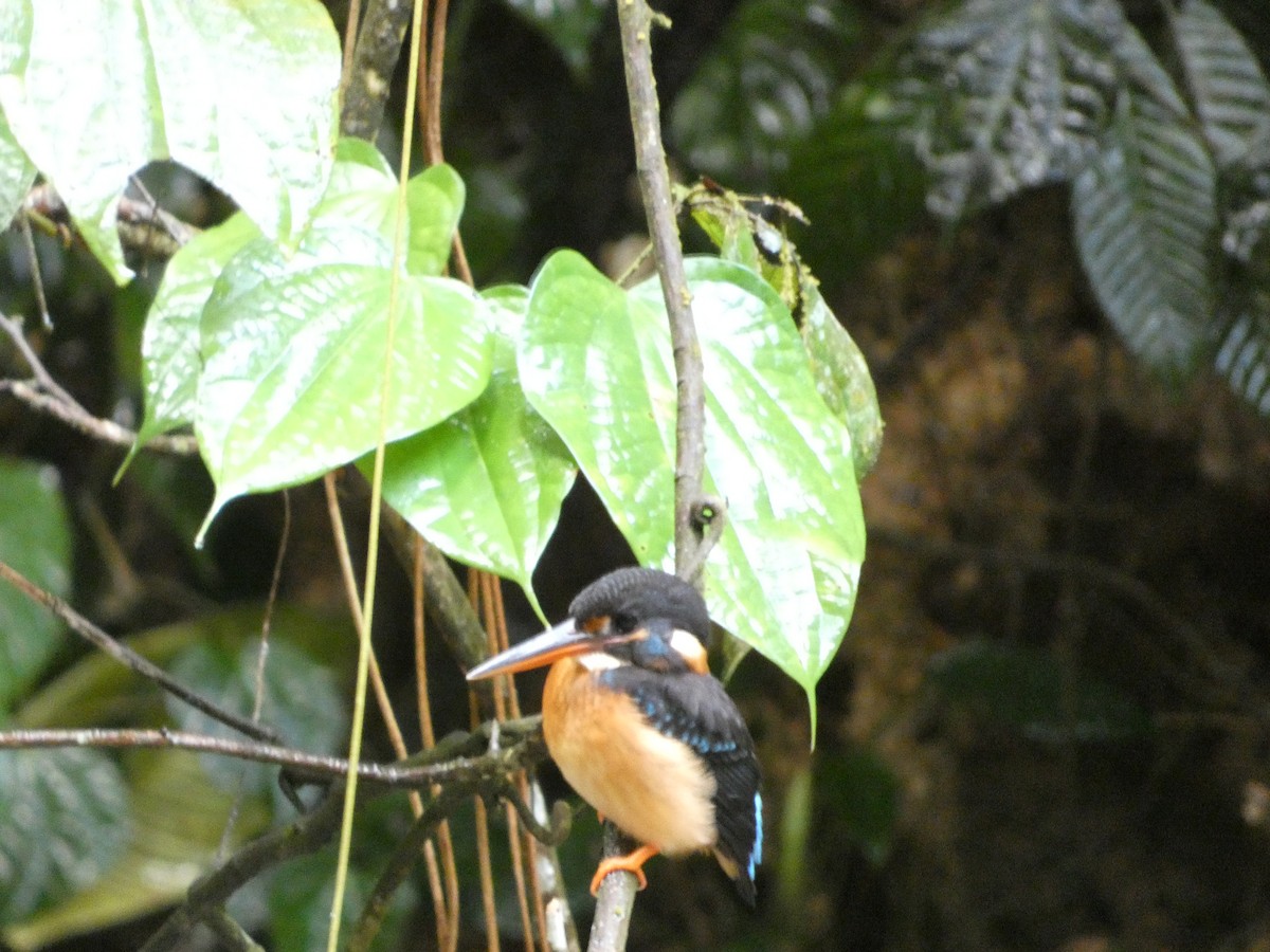 Malaysian Blue-banded Kingfisher - ML644058970