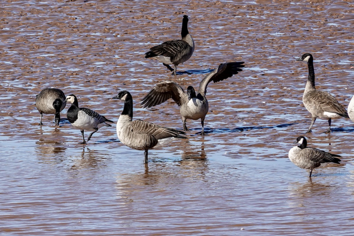 Cackling Goose - ML644058977