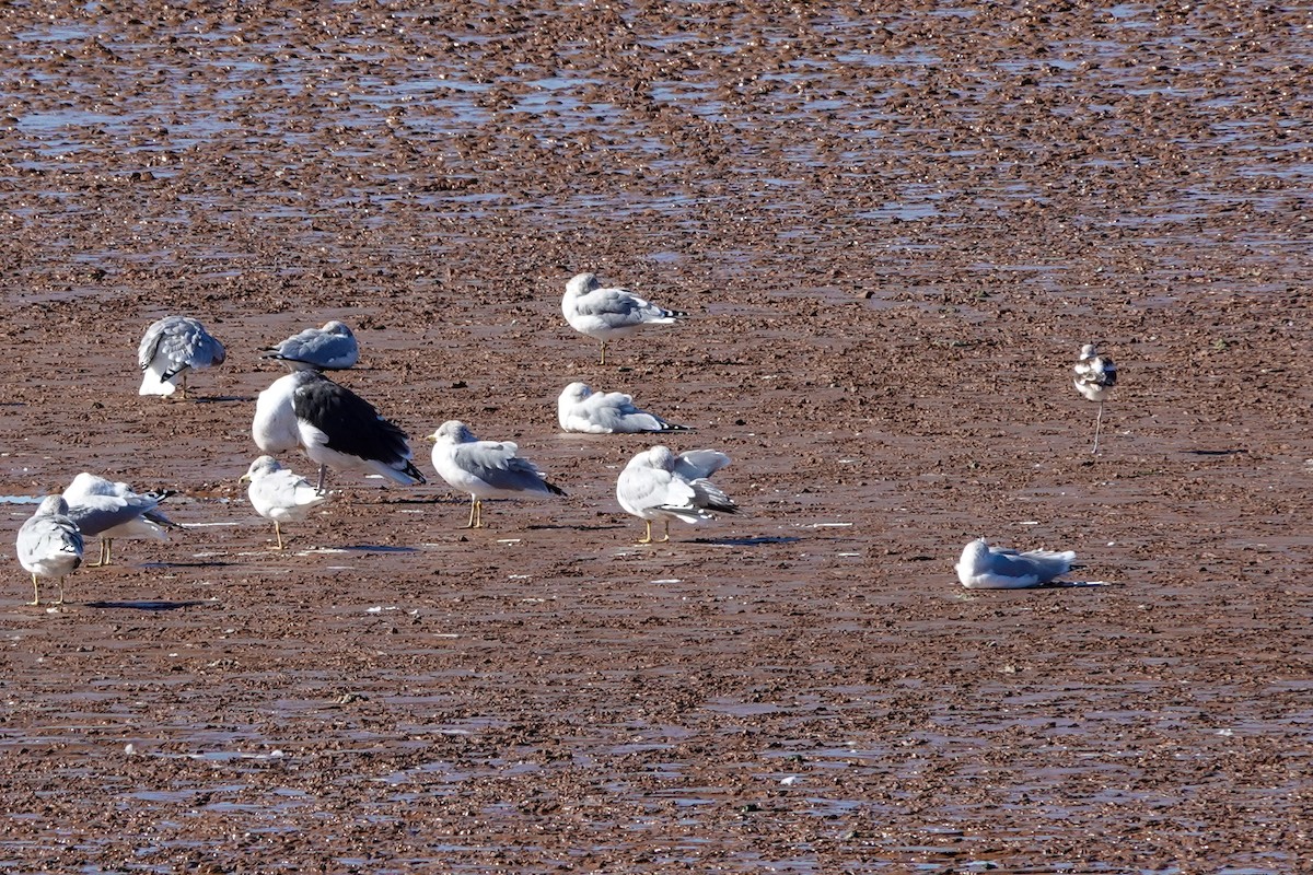 American Avocet - ML644058986