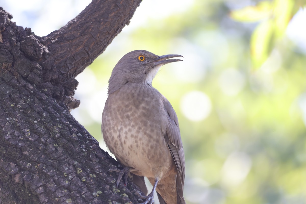 Curve-billed Thrasher - ML644058995