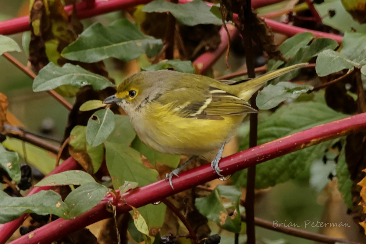 White-eyed Vireo - ML644058998