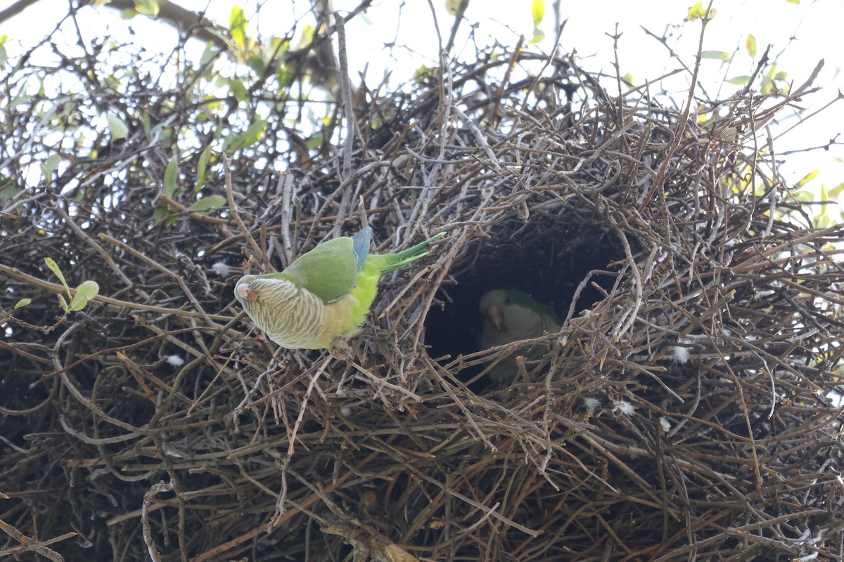 Monk Parakeet - ML644059001