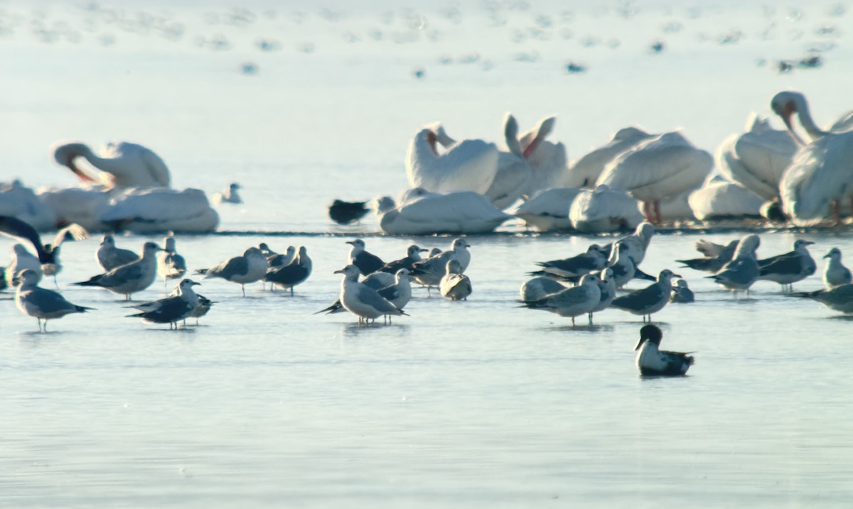 Aztekenmöwe - ML644059016