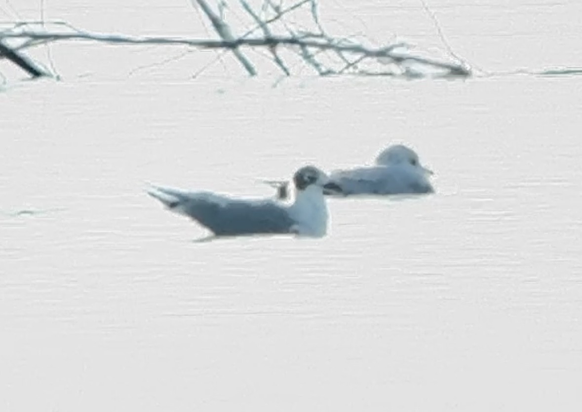 Präriemöwe - ML644059025