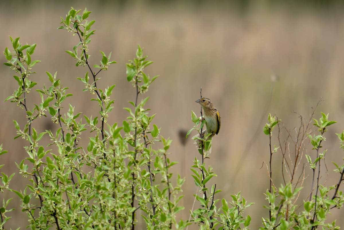 Grasshopper Sparrow - ML644059037