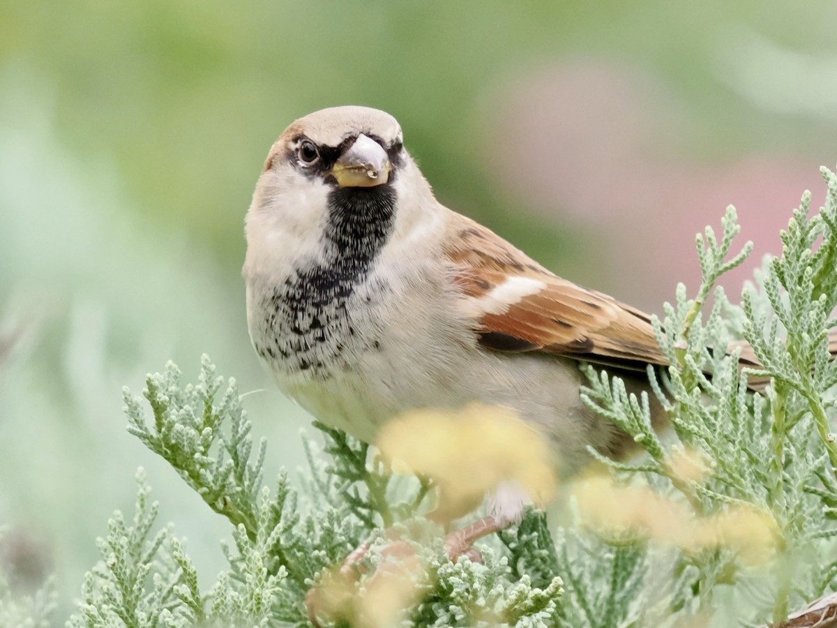 House Sparrow - ML644059039