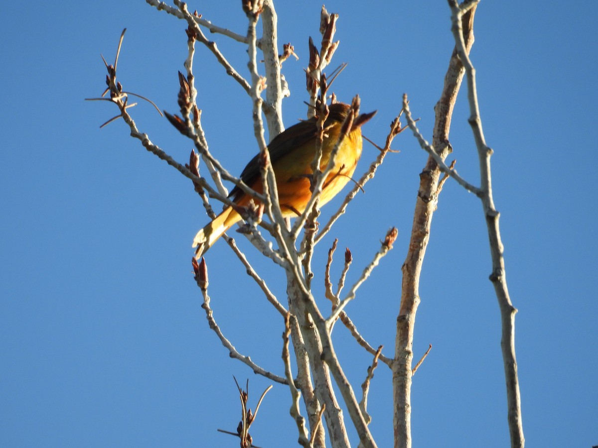 Summer Tanager - ML644059051
