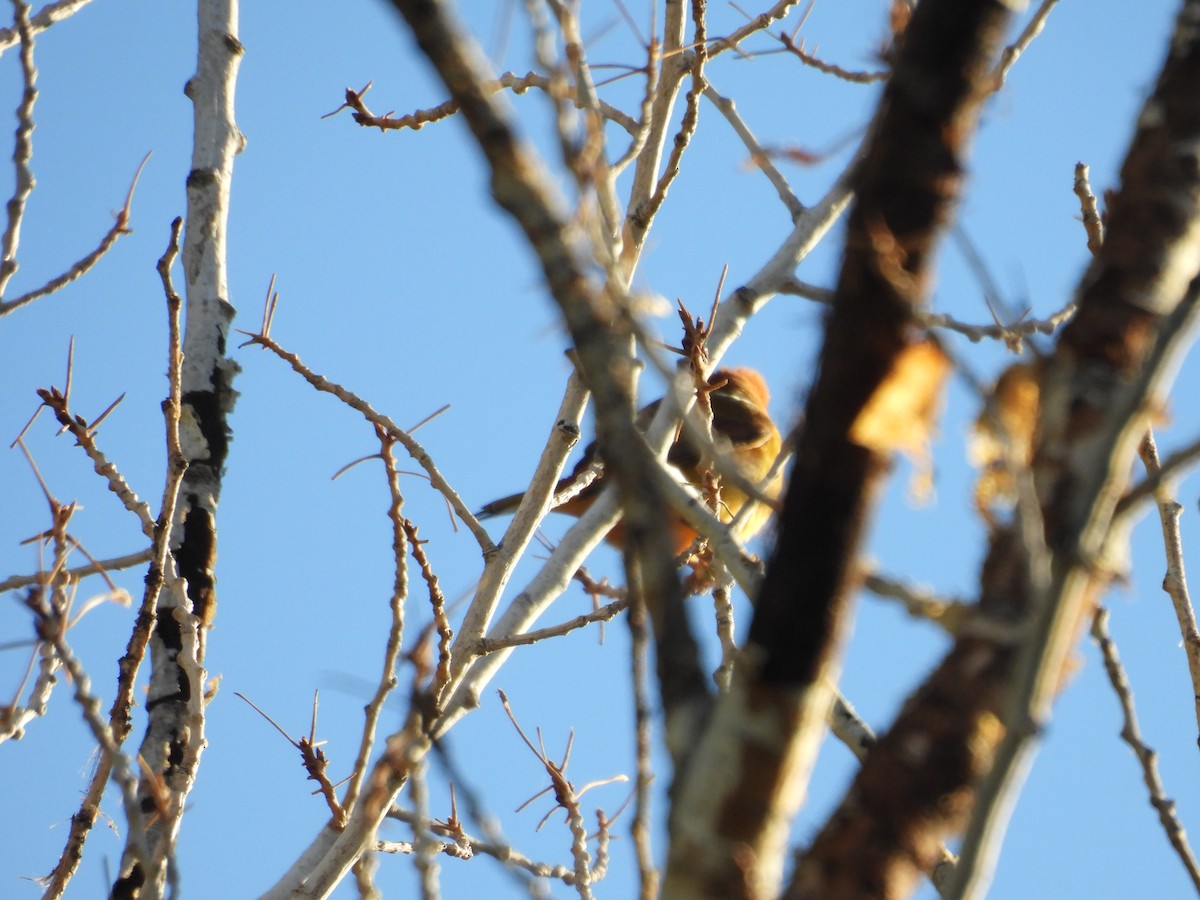Summer Tanager - ML644059053