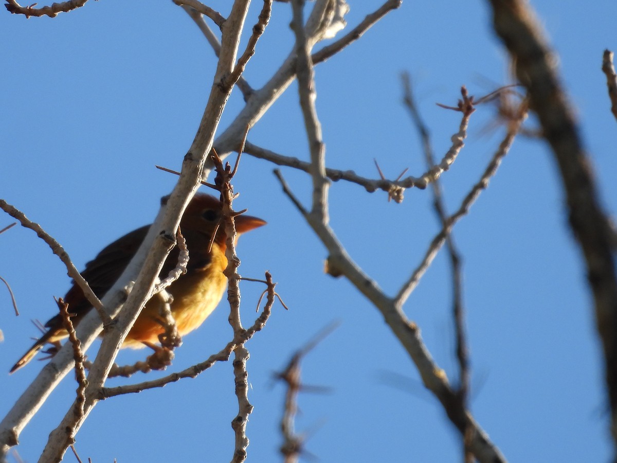 Summer Tanager - ML644059055