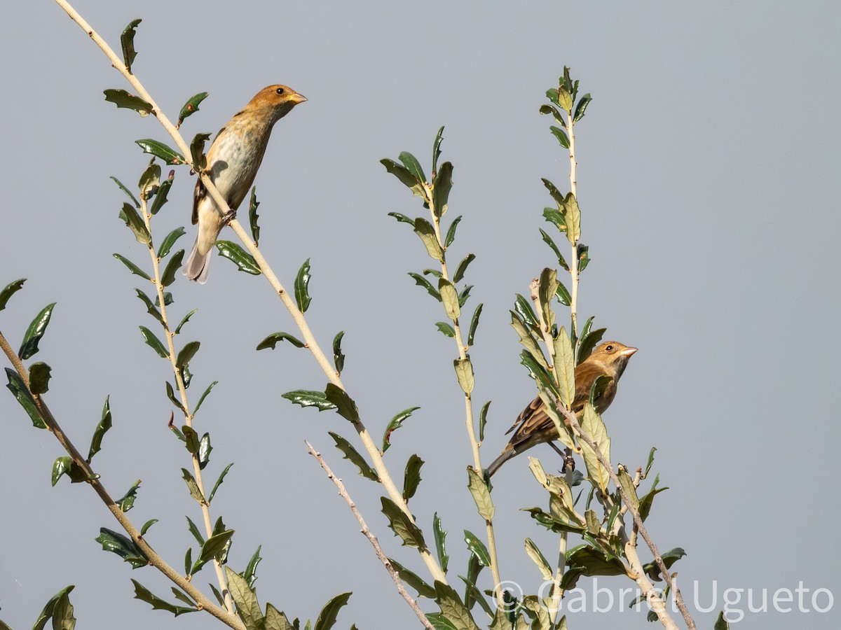 Indigo Bunting - ML644059059