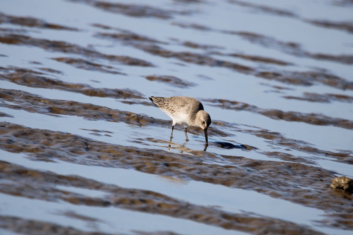 Dunlin - ML644059074