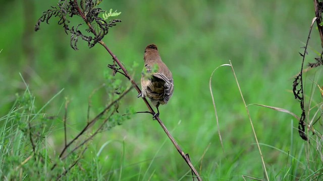 Azurfink - ML644059121