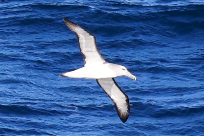 Salvin's Albatross - ML644059125