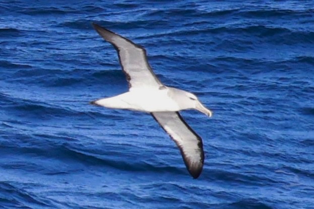 Salvin's Albatross - ML644059126