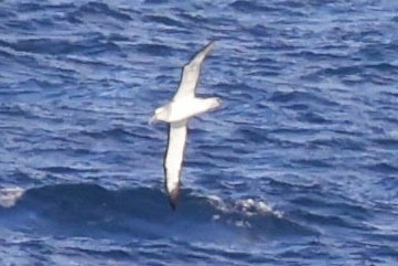 Salvin's Albatross - ML644059127
