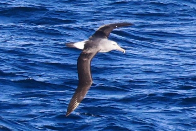 Salvin's Albatross - ML644059128