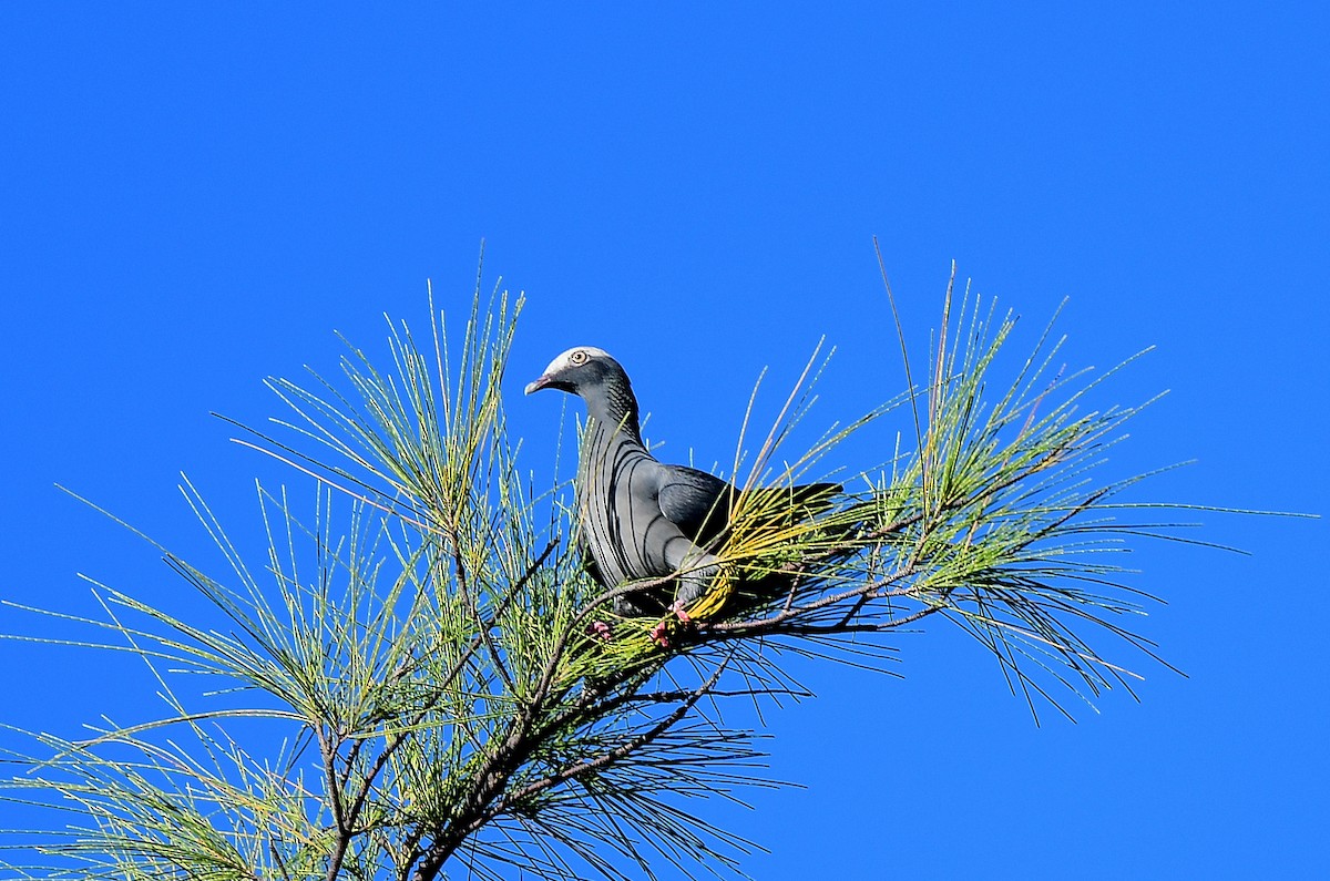 White-crowned Pigeon - ML644059140