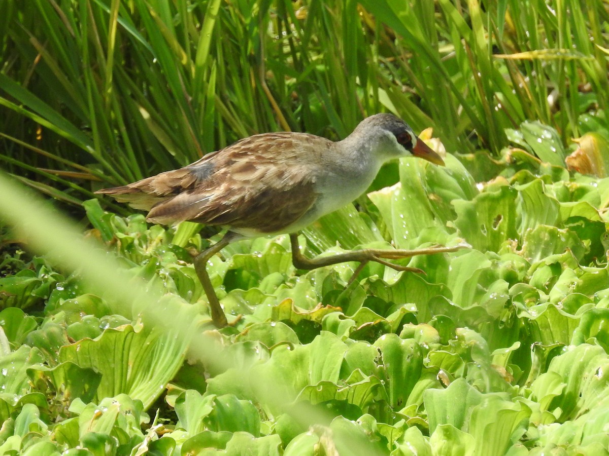 White-browed Crake - ML644059145
