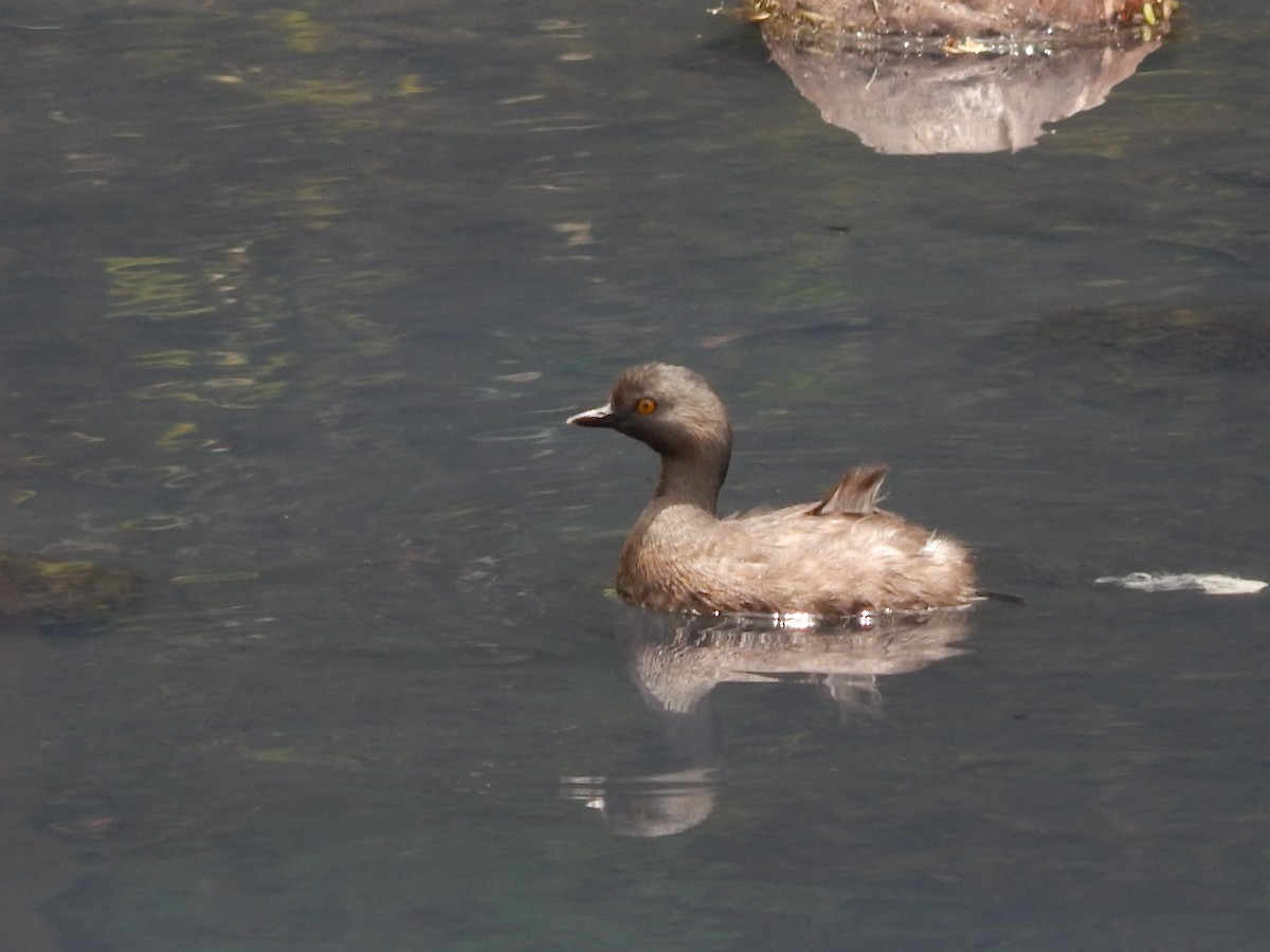 Least Grebe - ML644059147