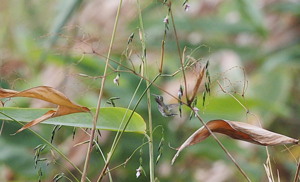 White-tailed Goldenthroat - ML644059155
