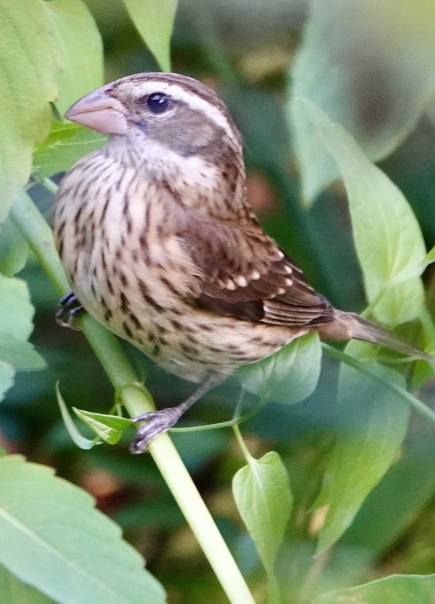 Rose-breasted Grosbeak - ML644059157