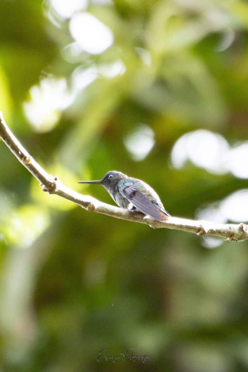 Indigo-capped Hummingbird - ML644059158