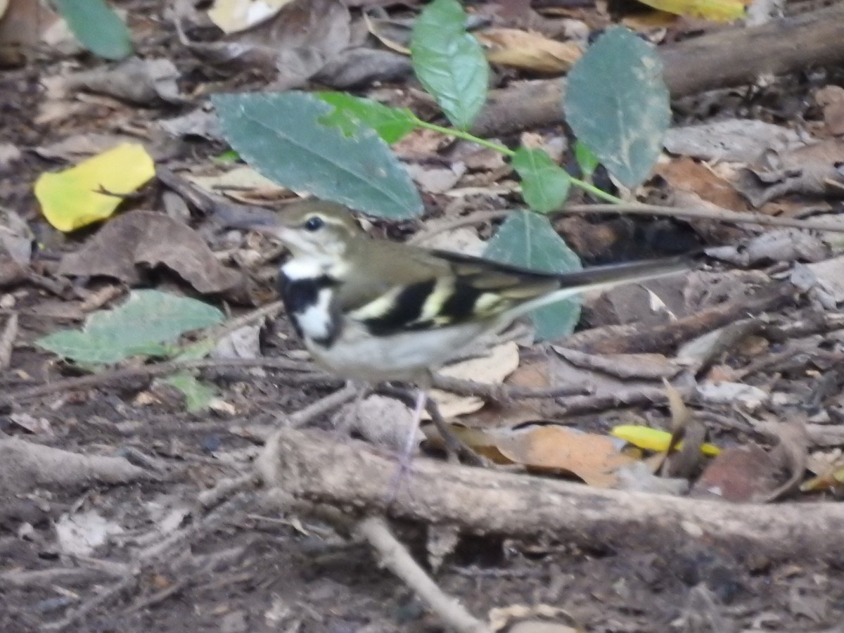 イワミセキレイ - ML644059171