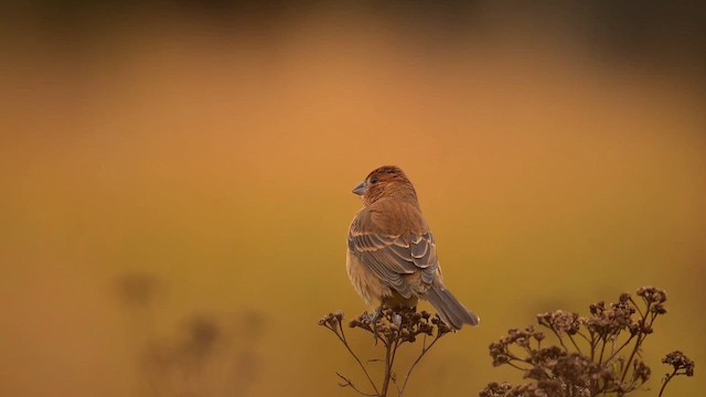 Azurfink - ML644059175