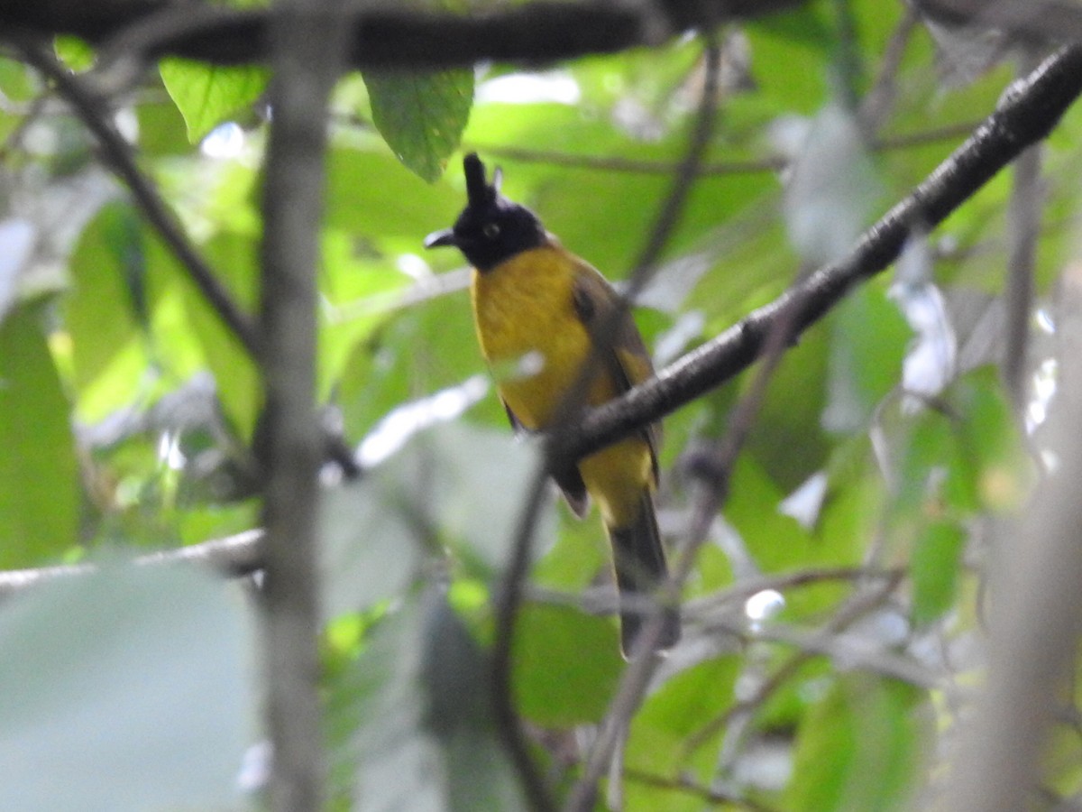 Black-crested Bulbul - ML644059179