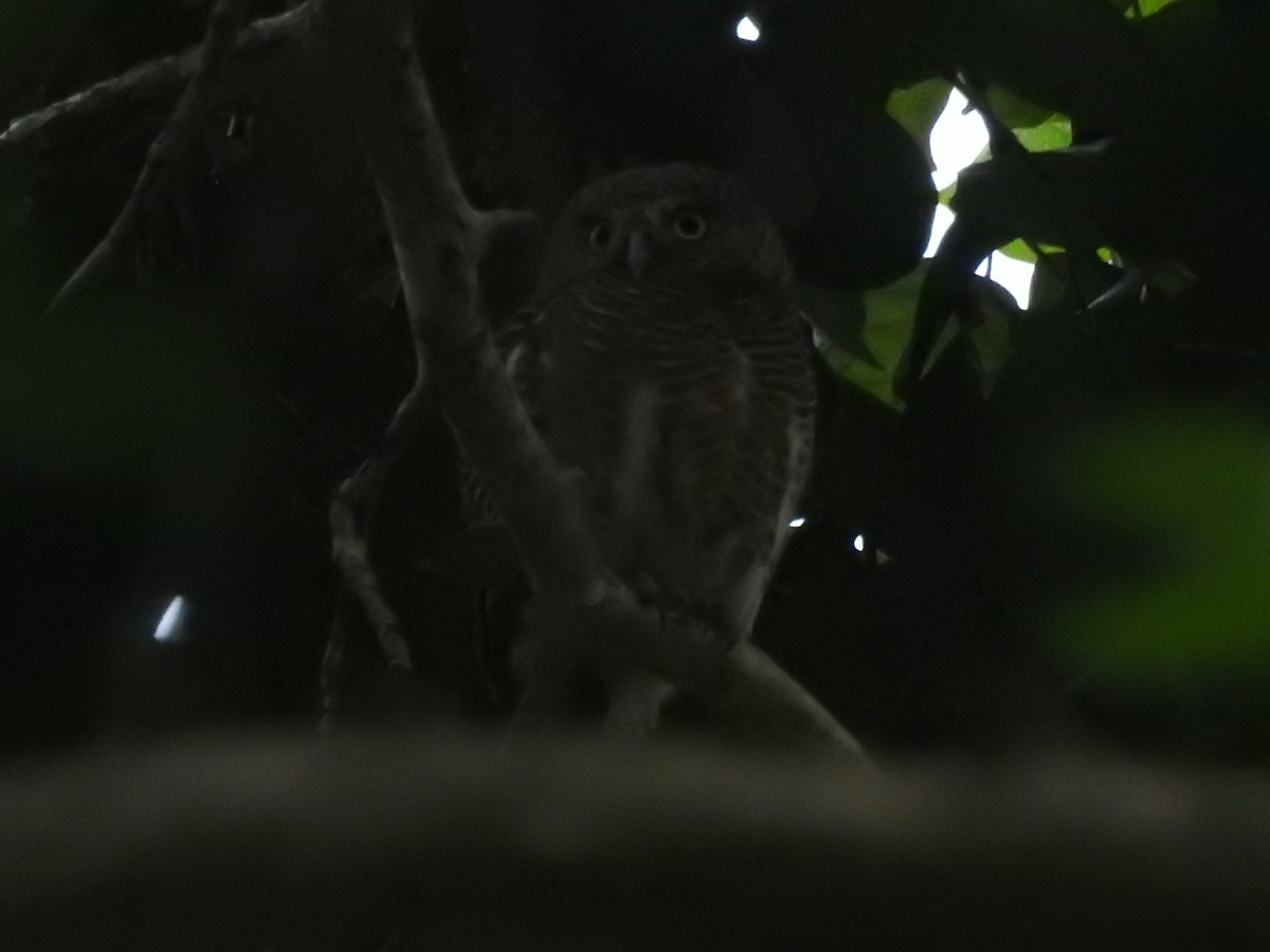 オオスズメフクロウ - ML644059183