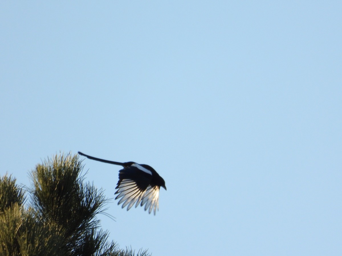 Black-billed Magpie - ML644059190