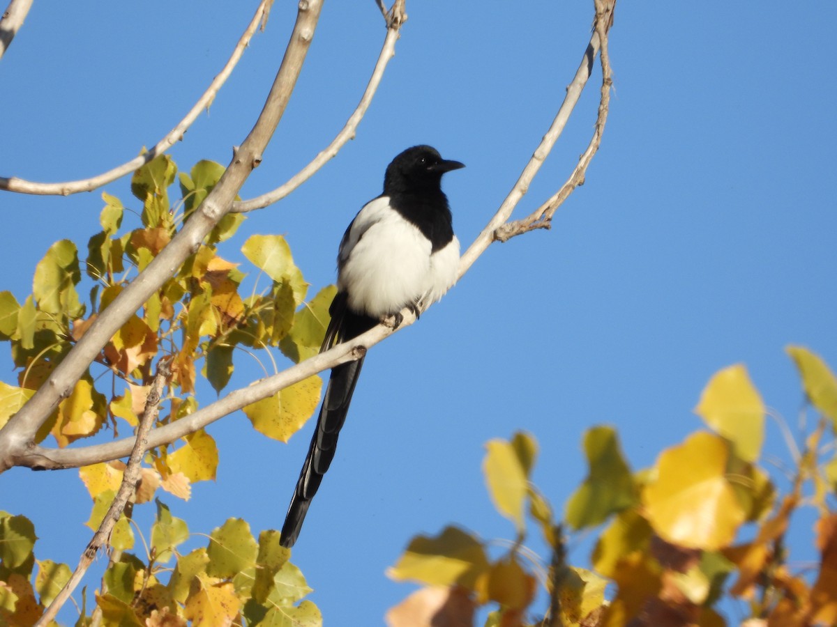 Black-billed Magpie - ML644059191
