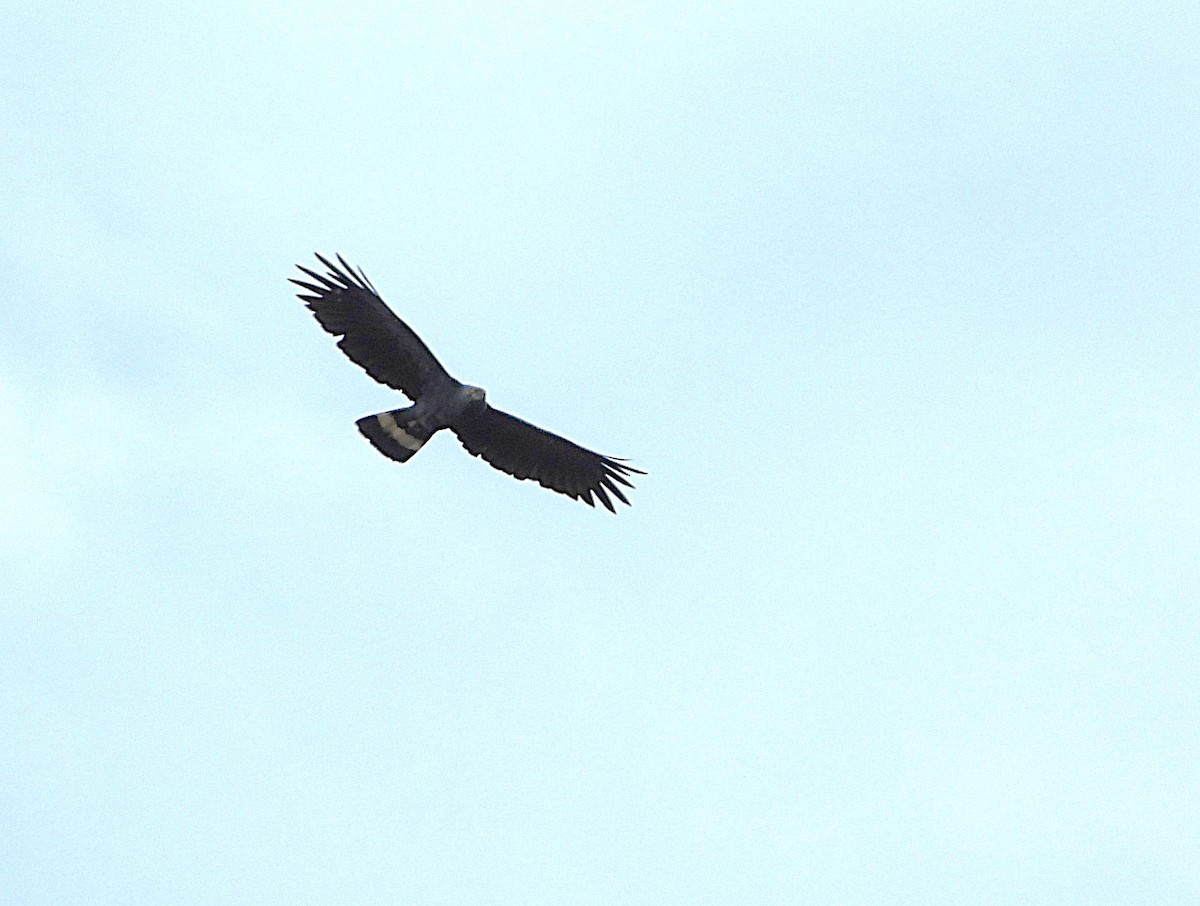Hook-billed Kite (Hook-billed) - ML644059202