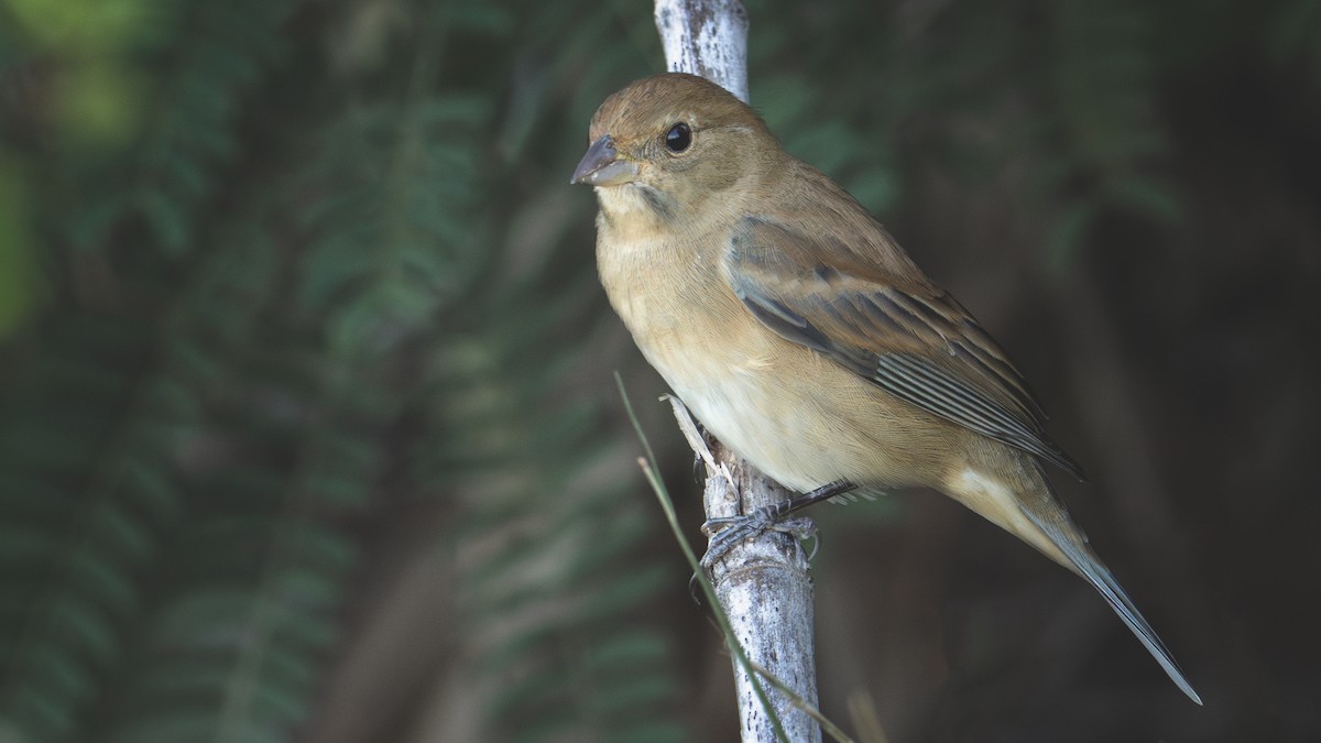 Indigo Bunting - ML644059213
