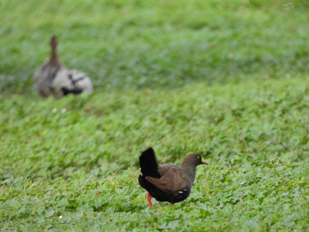 Gallinule aborigène - ML644059215