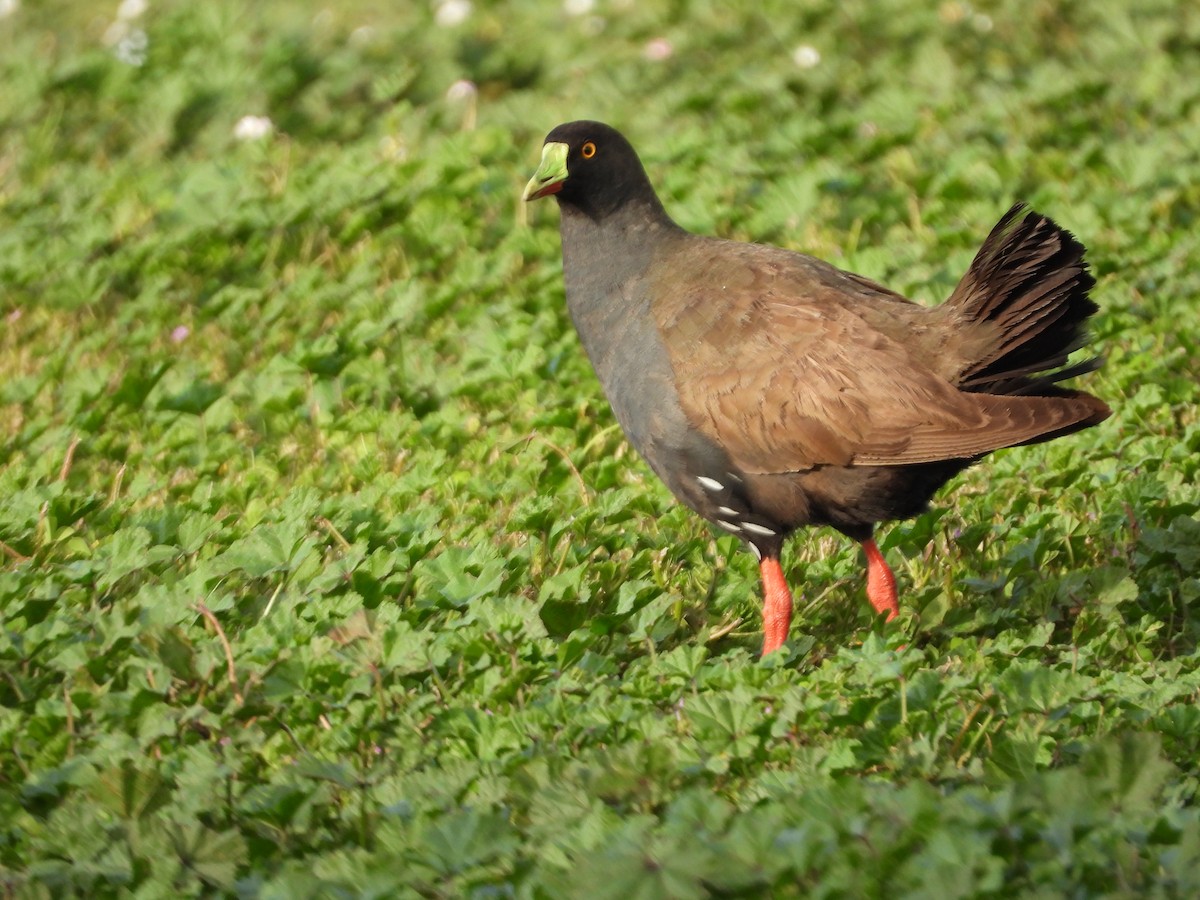 Gallinule aborigène - ML644059229