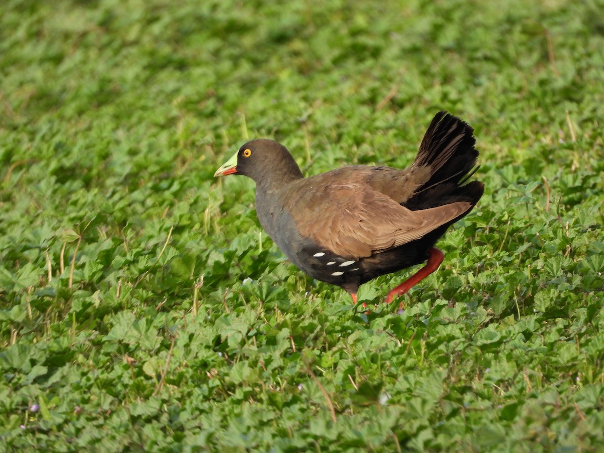 Gallinule aborigène - ML644059243