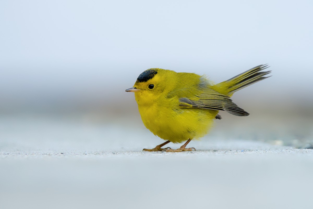 Wilson's Warbler - ML644059247