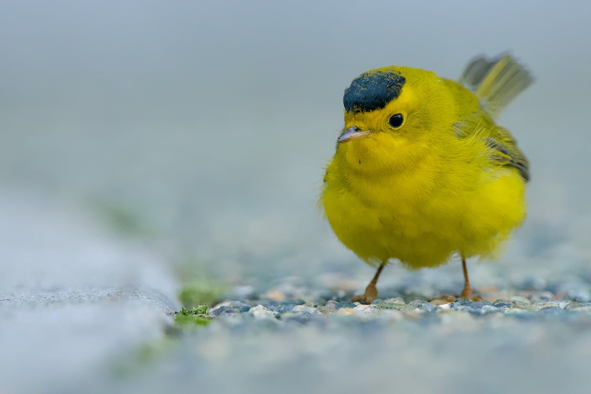 Wilson's Warbler - ML644059248